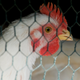 Image for article titled The meat industry is being deregulated, and tumors are on the menu